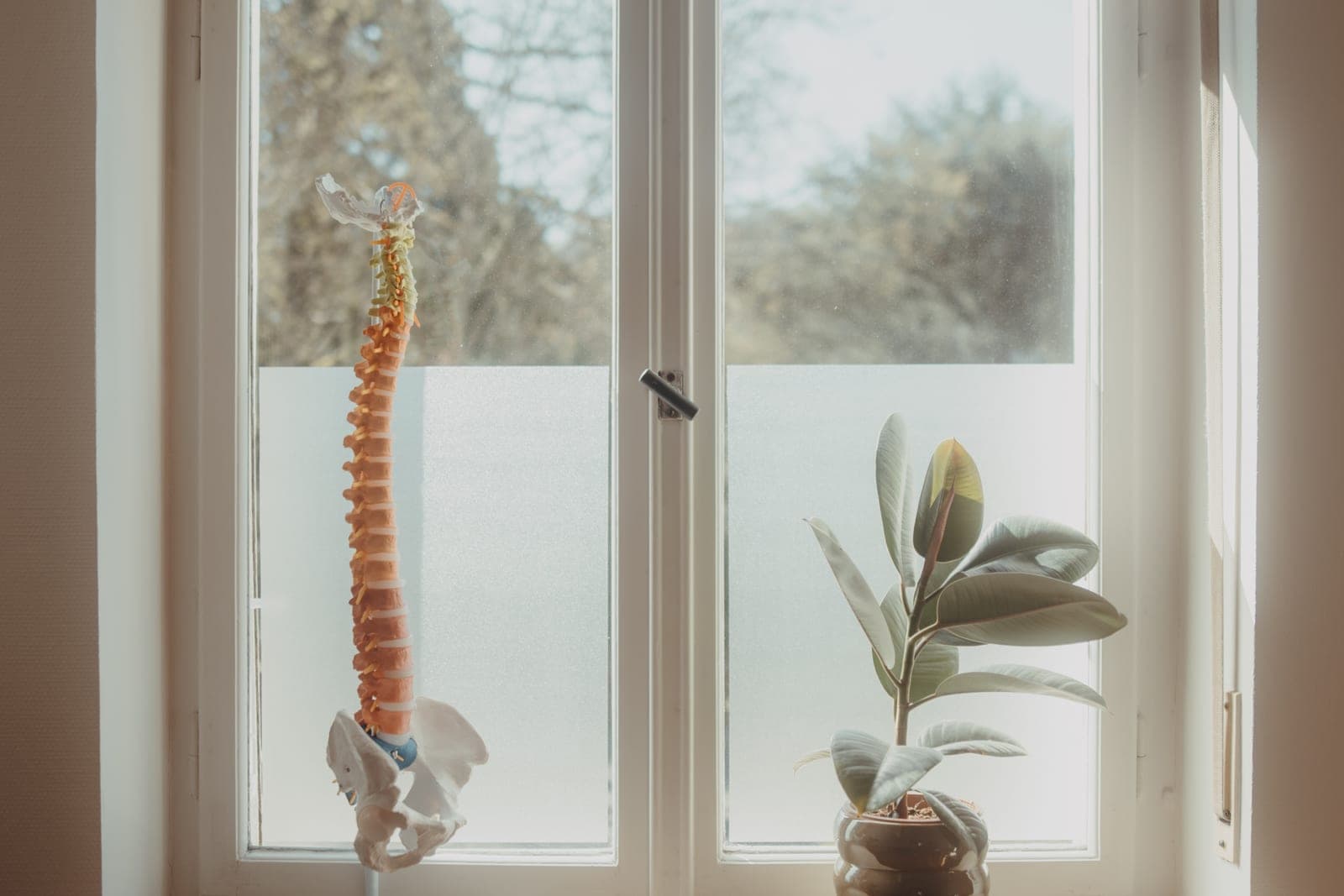 Modell einer Wirbelsäule am Fenster des Behandlungsraums